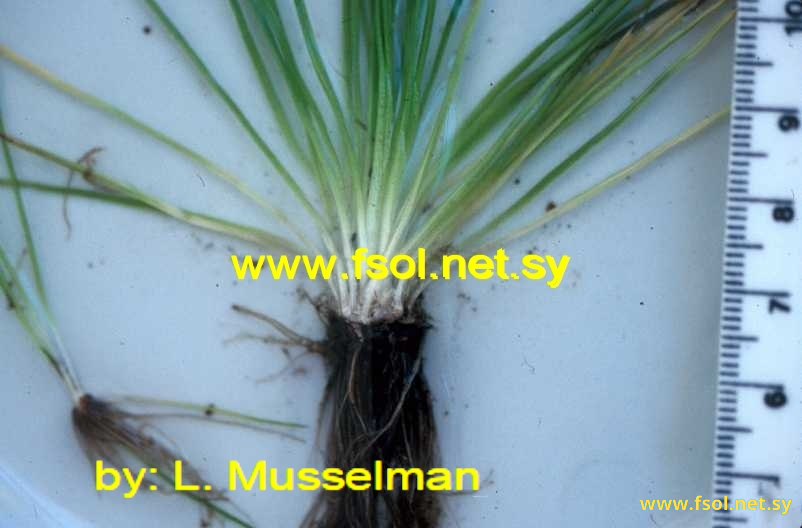 Isoetes olympica A.Br
